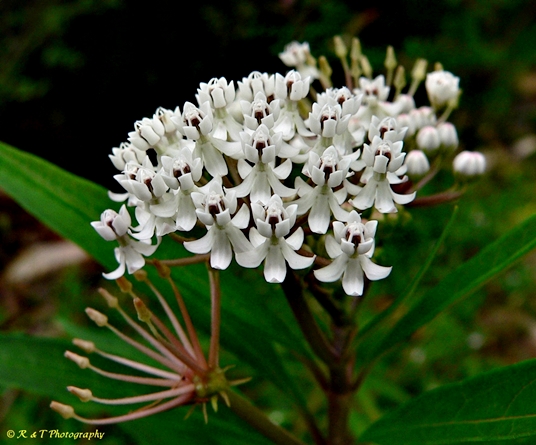 {Asclepias perennis}